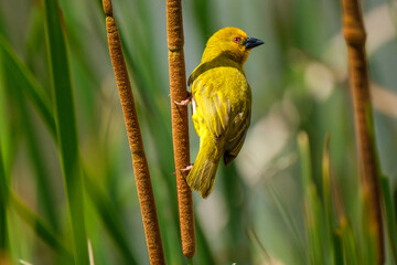 Masked-Weaver sitting on bamboo South Africa