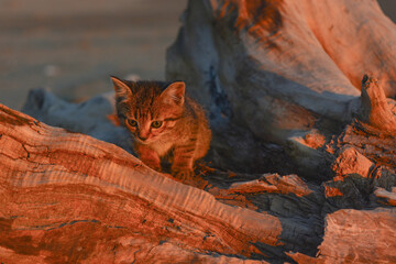 Brown kitten on the background of a large driftwood in the rays of the setting sun, a series of photos with a kitten. - 465027150