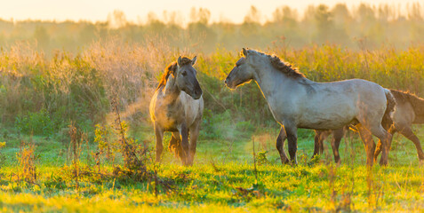 Playful horses in a field in wetland in bright sunlight at sunrise in autumn, Almere, Flevoland, The Netherlands, October 24, 2021 © Naj