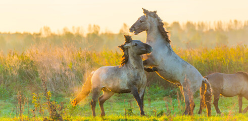 Obraz na płótnie Canvas Playful horses in a field in wetland in bright sunlight at sunrise in autumn, Almere, Flevoland, The Netherlands, October 24, 2021