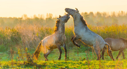 Obraz na płótnie Canvas Playful horses in a field in wetland in bright sunlight at sunrise in autumn, Almere, Flevoland, The Netherlands, October 24, 2021