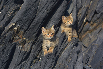 Two tabby ginger kittens on a background of dark rocks, close-up - 465027504