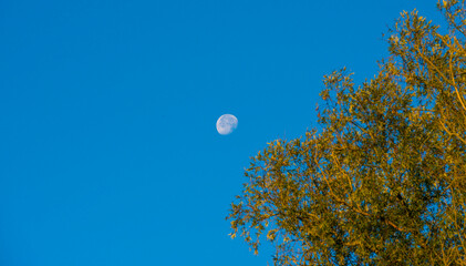Sunlit bright moon in a blue sky at sunrise in autumn, Almere, Flevoland, The Netherlands, October 24, 2021