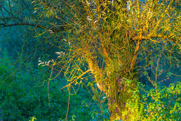 Foliage of a forest in wetland in autumn leaf colors in bright sunlight at sunrise in autumn, Almere, Flevoland, The Netherlands, October 24, 2021