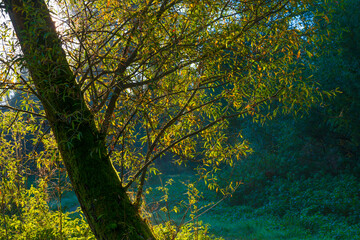 Foliage of a forest in wetland in autumn leaf colors in bright sunlight at sunrise in autumn, Almere, Flevoland, The Netherlands, October 24, 2021
