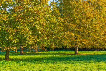 Foliage of trees in a grassy field in autumn leaf colors in bright sunlight at sunrise in autumn, Almere, Flevoland, The Netherlands, October 24, 2021