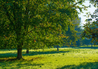 Foliage of trees in a grassy field in autumn leaf colors in bright sunlight at sunrise in autumn, Almere, Flevoland, The Netherlands, October 24, 2021