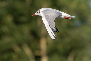 Obraz premium Black-Headed Gulls. Non breeding adult Black Headed Gull