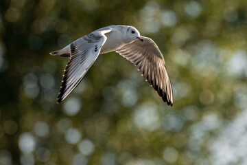 Black-Headed Gulls. Non breeding adult Black Headed Gull