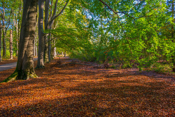 Foliage of trees in a forest in autumn leaf colors in bright sunlight in autumn, Baarn, Lage Vuursche, Utrecht, The Netherlands, October 24, 2021