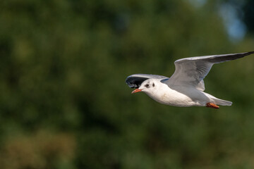 Black-Headed Gulls. Non breeding adult Black Headed Gull