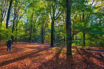 Fototapeta premium Foliage of trees in a forest in autumn leaf colors in bright sunlight in autumn, Baarn, Lage Vuursche, Utrecht, The Netherlands, October 24, 2021