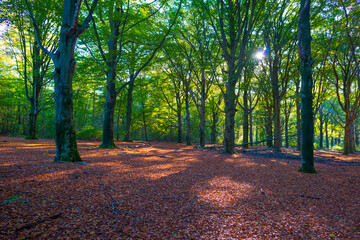 Fototapeta premium Foliage of trees in a forest in autumn leaf colors in bright sunlight in autumn, Baarn, Lage Vuursche, Utrecht, The Netherlands, October 24, 2021