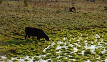 large black angus cow drinking water from wet area of green grassy field on beef farm in spring in rural area cows legs sinking into wet grass horizontal agriculture spring background or backdrop 