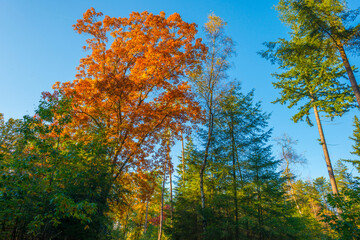 Fototapeta premium Foliage of trees in a forest in autumn leaf colors in bright sunlight in autumn, Baarn, Lage Vuursche, Utrecht, The Netherlands, October 24, 2021
