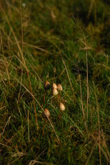 liberty caps also known as magic mushrooms growing in the wild	