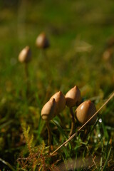 liberty caps also known as magic mushrooms growing in the wild
