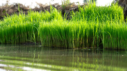 Rice seedlings in the fields to prepare for the farmer's cultivation.