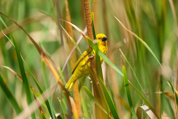 Masked-Weaver sitting on bamboo South Africa