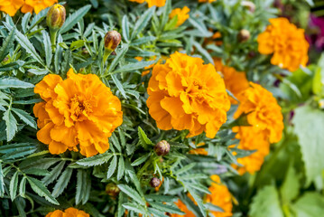 French Marigold (Tagetes patula) in garden