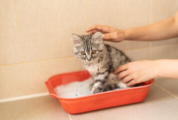 Training a kitten to the toilet