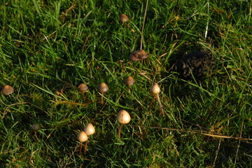 liberty caps also known as magic mushrooms growing in the wild	