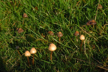 liberty caps also known as magic mushrooms growing in the wild	
