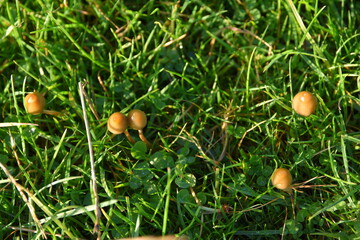 liberty caps also known as magic mushrooms growing in the wild	