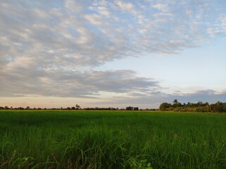 field and blue sky