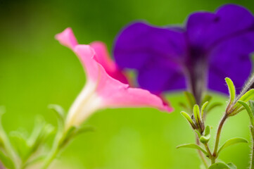 Macro blooming Morning glory in a garden