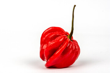 Red hot habanero peppers isolated on white background
