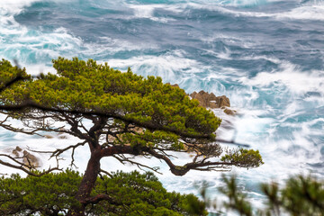 The Gamow Peninsula in the Primorsky Territory in the Far East. A grave pine tree grows on a rock against the backdrop of a raging sea
