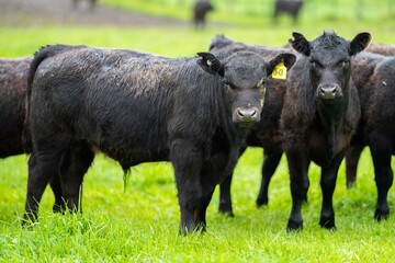 Close up of cows in the field, Angus and Murray Grey beef Cattle eating long pasture in spring and...