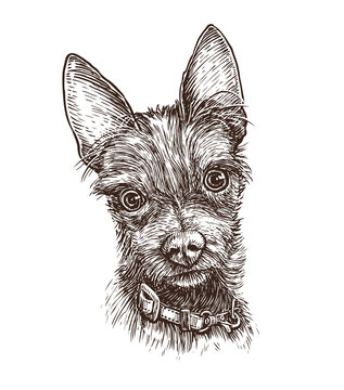 Portrait of cute dog hand drawn sketch. Animal, pet vector illustration