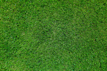 Fototapeta premium Green grass on a golf course in the evening. High quality photo