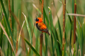Red shoulder star bird sitting on the bamboo