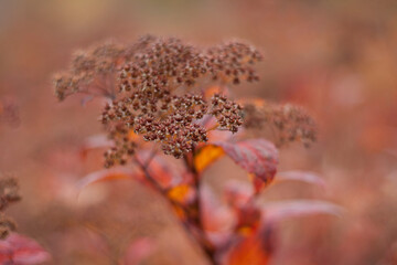 Fototapeta premium Macro photo of autumn bush flower 