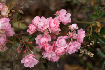 Bush of decorative pink roses