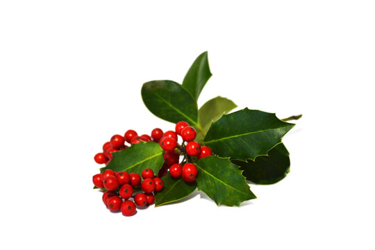 Holly isolated on white background