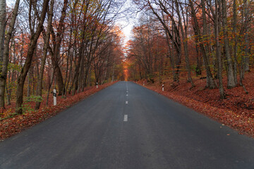 Beautiful road in the colorful fairy trees. Autumn forest landscape.