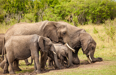 Naklejka na ściany i meble Elephant calves grazing in the protection of the heard on the open savannah of the Masai Mara, Kenya