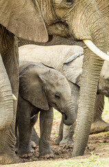 Elephant calves grazing in the protection of the heard on the open savannah of the Masai Mara, Kenya