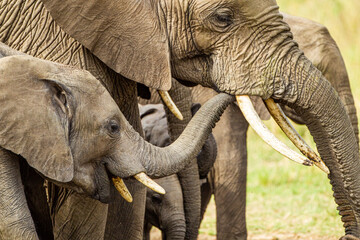 Fototapeta premium Elephant calves grazing in the protection of the heard on the open savannah of the Masai Mara, Kenya