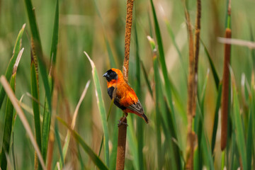 Red shoulder star bird sitting on the bamboo