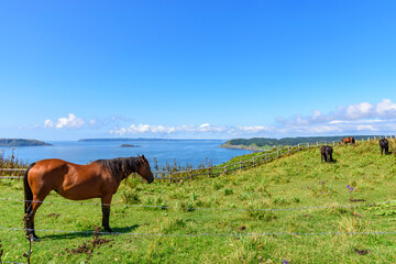 北海道　東部　厚岸のあやめケ原からの展望
