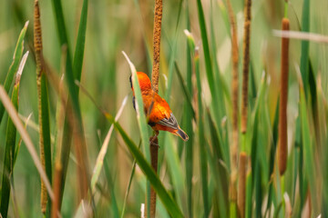 Red shoulder star bird sitting on the bamboo