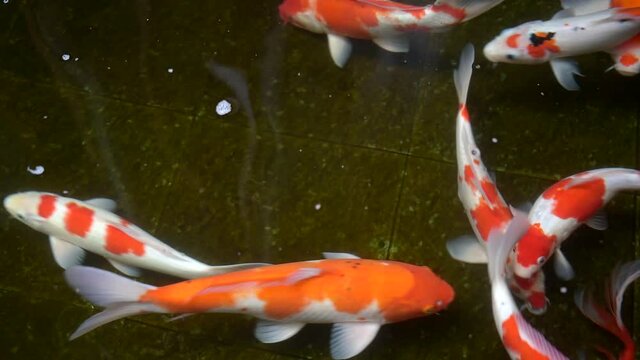 Calm and smooth footage top down view of colorful koi fish swimming in pond with fresh clear water