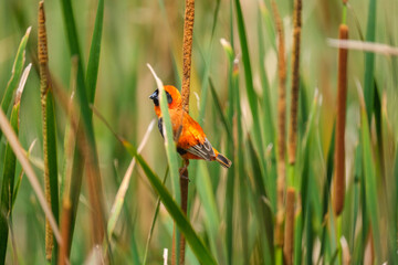 Red shoulder star bird sitting on the bamboo