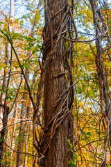 Fototapeta premium Vines grow up the sides of trees at Watkins Glen State Park. Thick vines work their way around and up the trees. Overgrowth in the forest. 