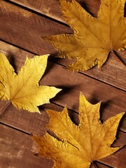 autumn yellow maple leaves on brown wooden background